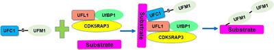 Role of UFMylation in tumorigenesis and cancer immunotherapy